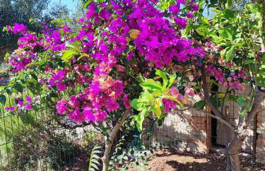 L'uliveto sui Trabocchi - Foto 22
