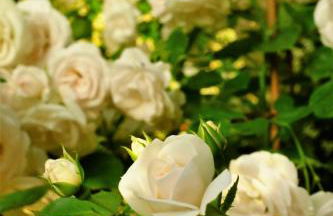 La Vista - Apartment mit Traumblick & Garten - Foto 35