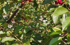 Apartment Anamaria - Foto 13