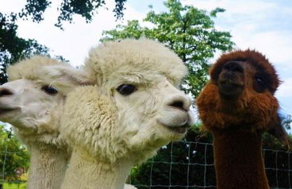 Urlaub mit Alpakas - Foto 39