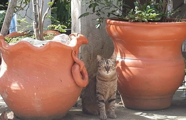 Andorinhas - Foto 43