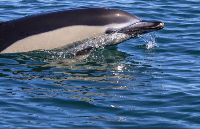 Dolphin Watching Cruise - Photo 6