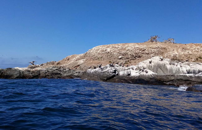Cachagua Island Penguin Watching - Photo 3