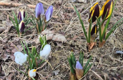 Bieszczady ClaraArt - Foto 48