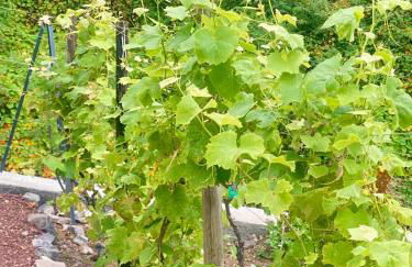 Madeira Protea Retreat- Villa with Heated Private Pool, Gym and Office - Foto 36