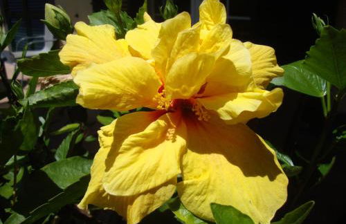 Blooming Botanic Houses - Foto 43