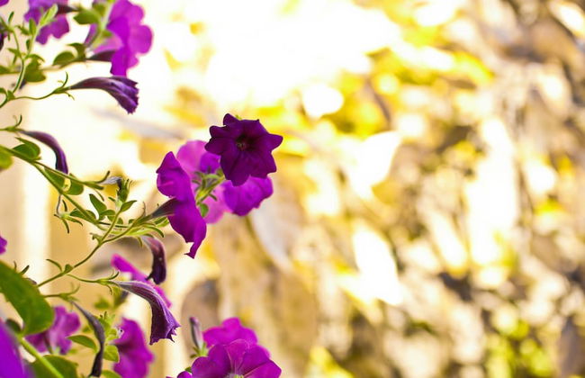 Cattleya's New Kingston Guest Apartment - Foto 22