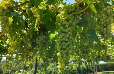 Kuća za odmor Sunce - Foto 43