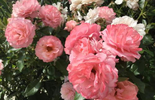 Agriturismo Monaci Templari - Foto 55