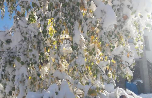 La gazza allegra - Foto 28