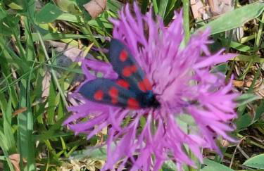 Cantinho de Tourêm - Photo 27