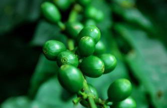 Fazendinha Nossa Senhora da Medalha Milagrosa - Foto 17