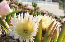 Résidences Sopramare - Foto 102