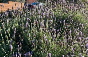 Private Oakland Hills Guest Apartment - Foto 34