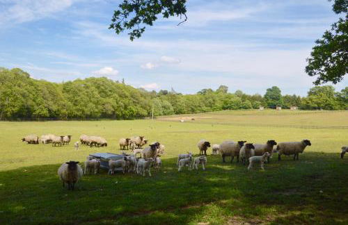 The Hideaway-South Downs National Park - Foto 19