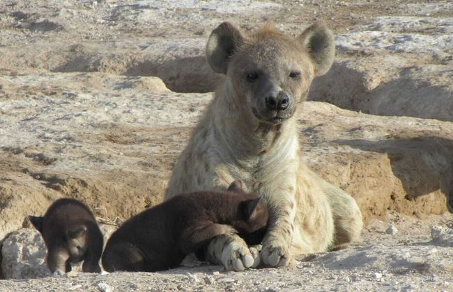 Amanya 1-bed Zebra Tent - Foto 21