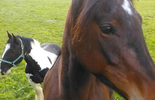 Martha's Cottage - Foto 12