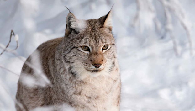 Ranua Wildlife Park Trip