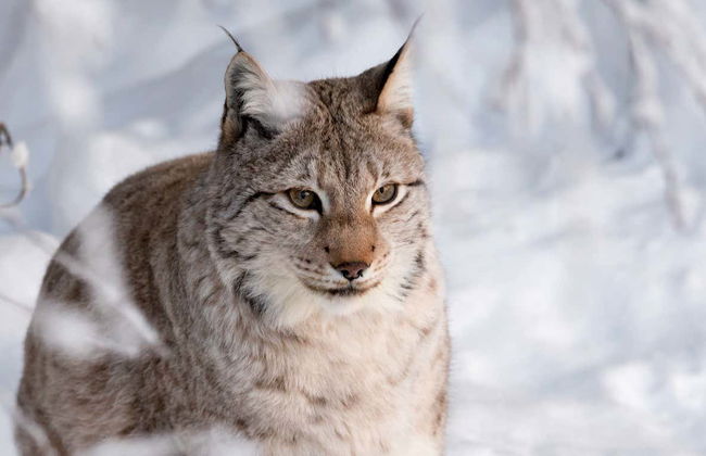 Ranua Wildlife Park Trip - Foto 5