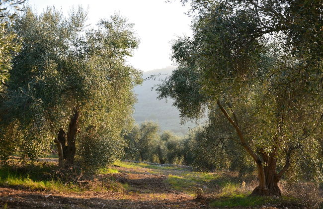 Torre Bruno - Foto 21