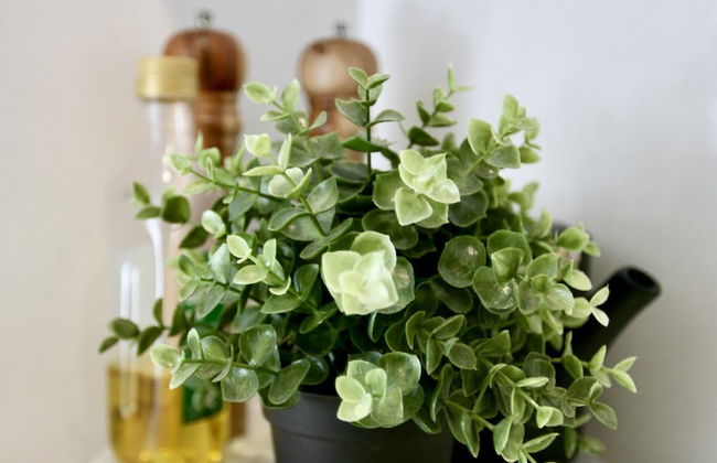 Lux Quiet Apartment in Potts Point - Photo 8