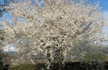 Appartamento Oliver - Foto 2