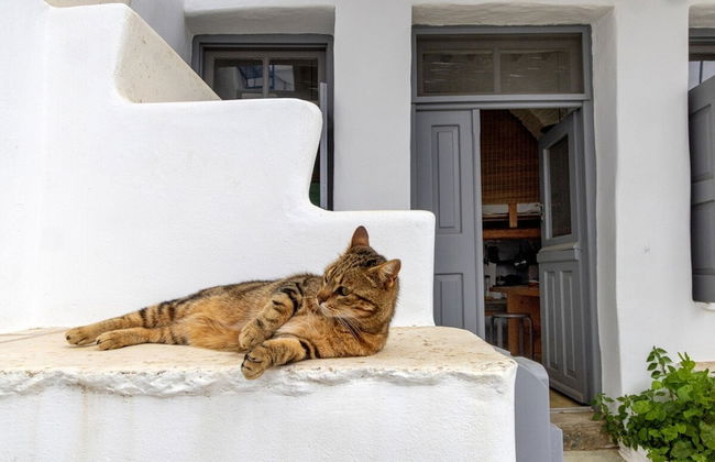 Village Aura in Tinos - Foto 15