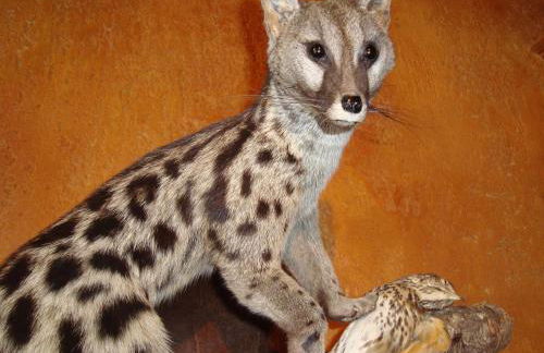 Apartamentos Saila - Foto 5