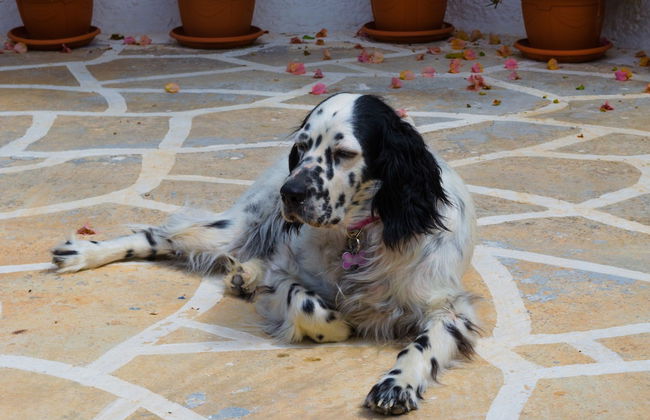 Marini Traditional Cottages - Photo 53