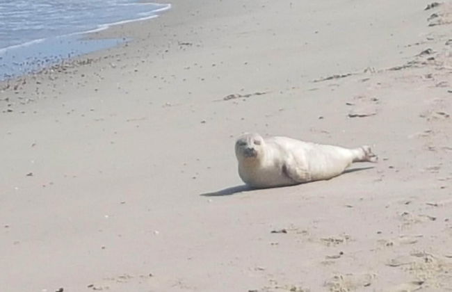 Chalet in Oostkapelle Near the Beach - Foto 32
