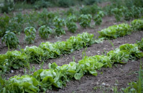 Agriturismo Corte Gaia - Foto 73