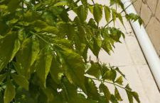 Fay's House - Foto 16