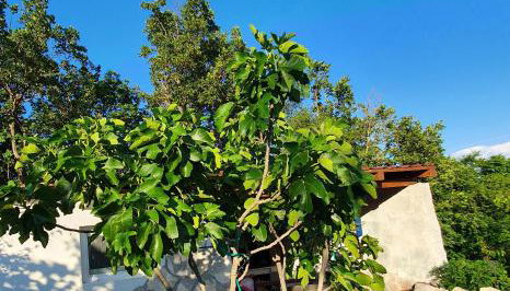 Apartman Gizdavac - Photo 4, Garden