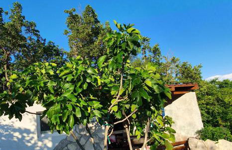 Apartman Gizdavac - Photo 4