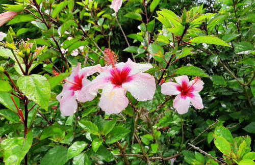 Quinta das Primas - Foto 23