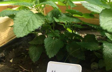 Domek na wsi Mokosz - Photo 36