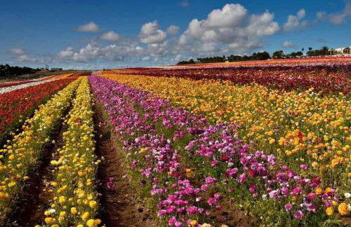 The Welk by Vacation Club Rentals - Foto 48