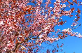 Gîte Gournier's Sweet Home - Foto 37