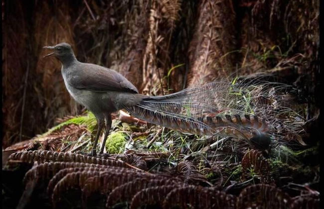 Tarra Valley Retreat - Foto 36