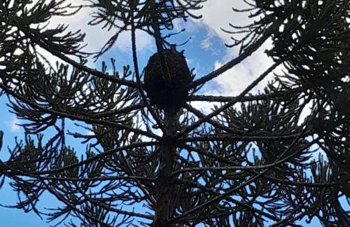 Cabanas dos Pinheiros - Foto 26