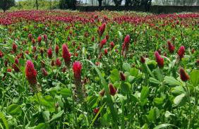 Pátio da Eira, Country House - Foto 35