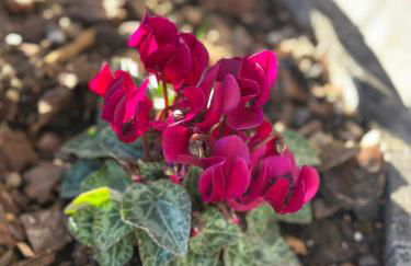 Locazione Turistica A Casa di Viola - Foto 61