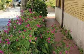 La Candelora Casa Vacanze - Foto 8