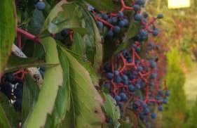 Kolbergarden - Foto 17