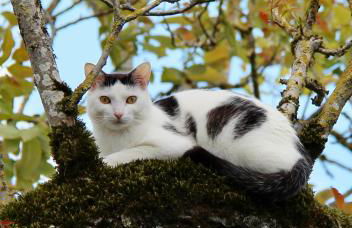 Maison Moz - Foto 34