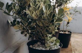 Casa Centro 20m Rio Ar e garagem - Foto 36