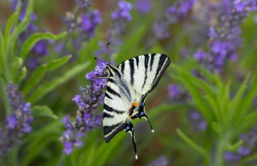 Agriturismo Alchimista - Foto 48