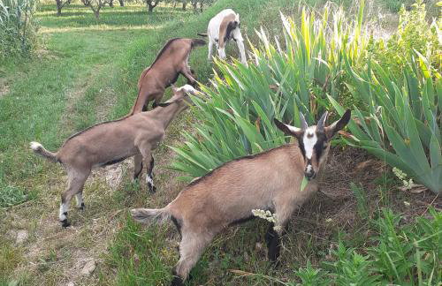 Motovun Bellevue - amazing view, comfortable - Foto 38