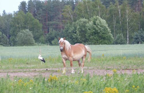 Zielony Domek Plutycze - Foto 36