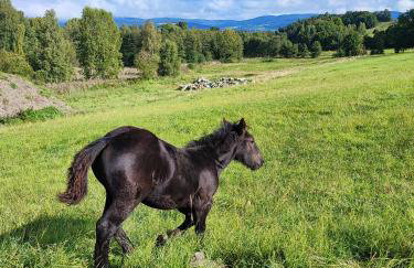 DOMKI KOLOROWE - Foto 74